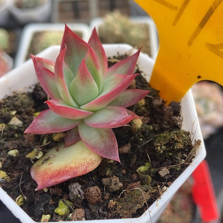 2112惊鸿仙子多肉植物保护