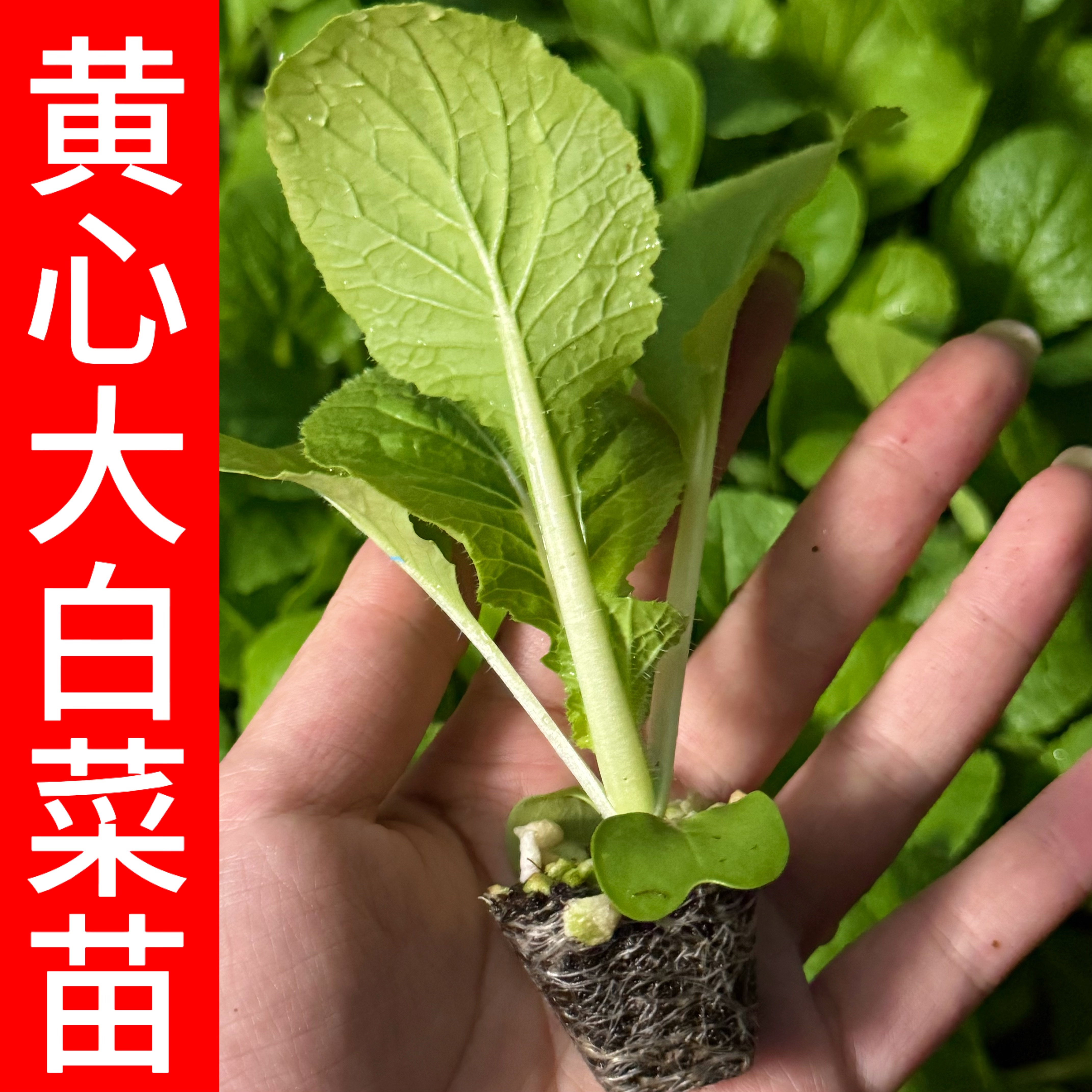 山东寿光苗场直发黄心大白菜苗个大抗寒带土球发货阳台盆栽地栽