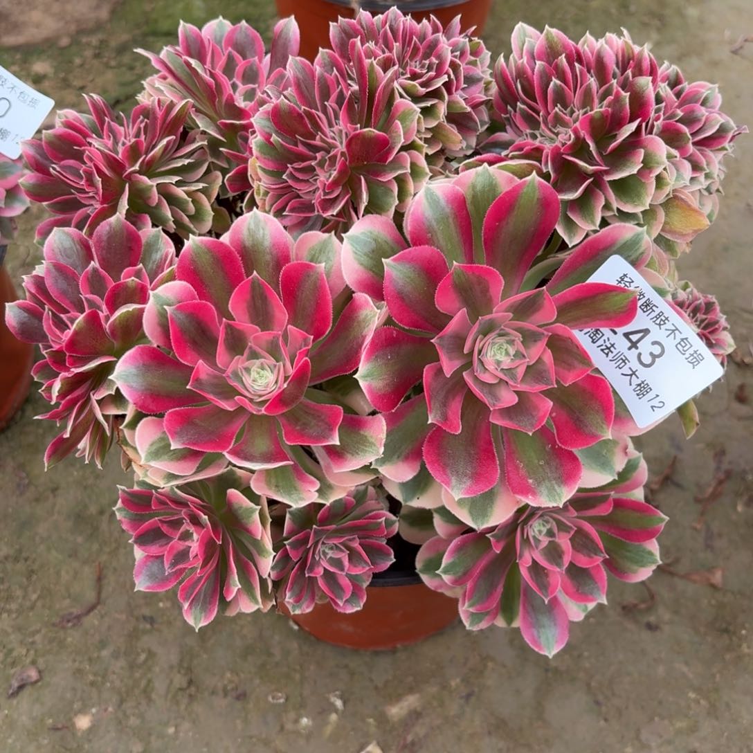 243粉女巫缀化多肉植物