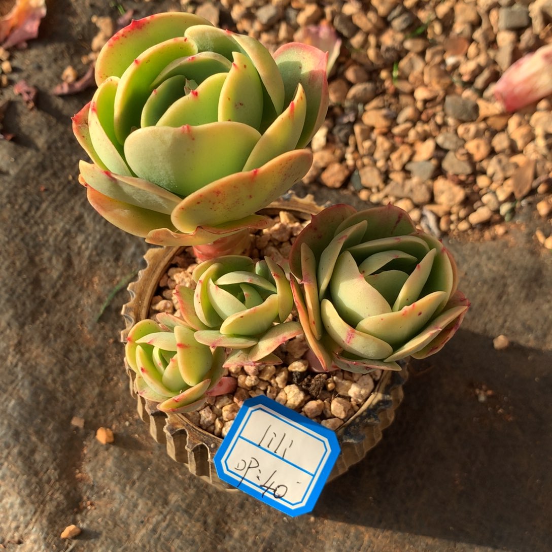 l***iLili             1带盆 