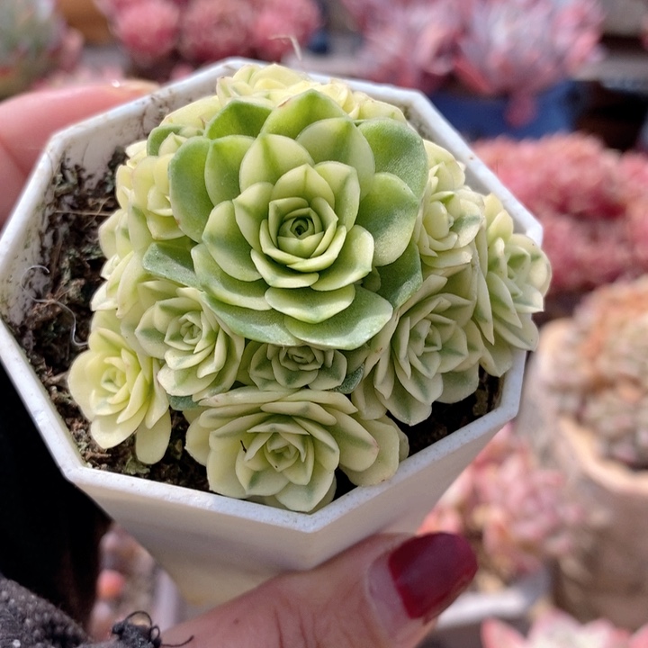 山地玫瑰锦 韩货精品