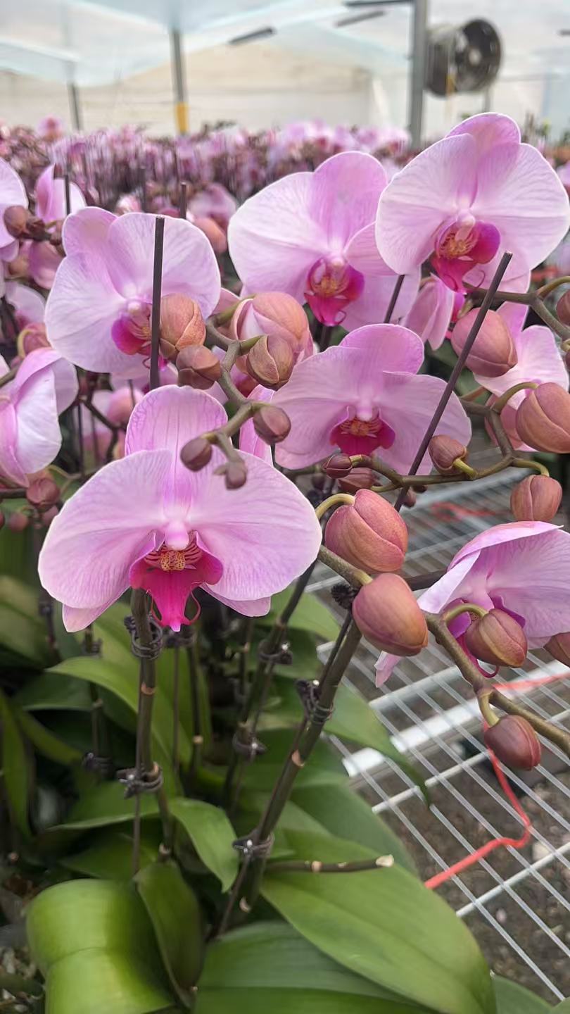 【大天使】高档蝴蝶兰鲜花盆栽