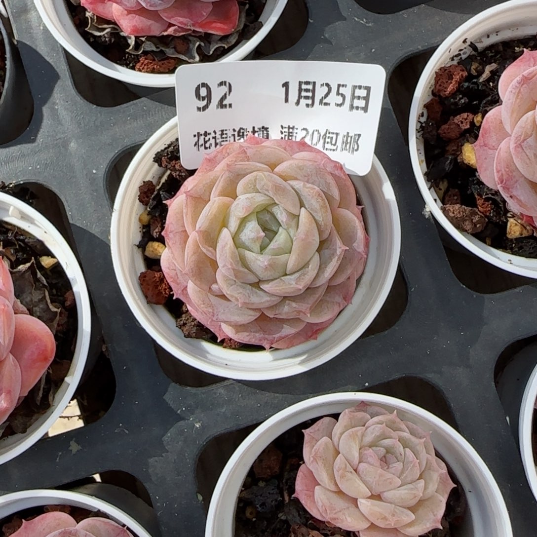 花语逸境0125-92纯爱