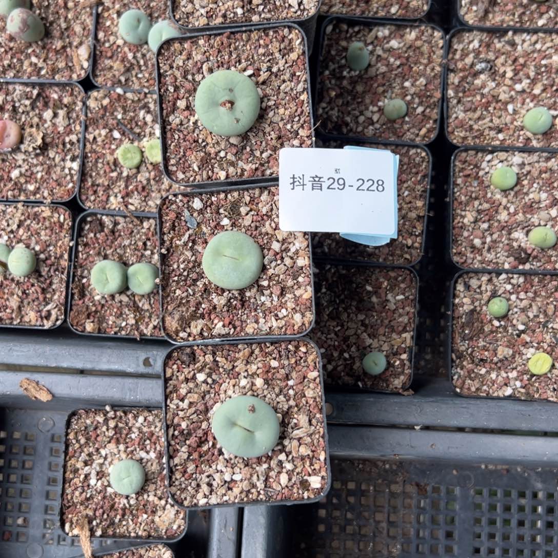 29-228肉锥多肉植物