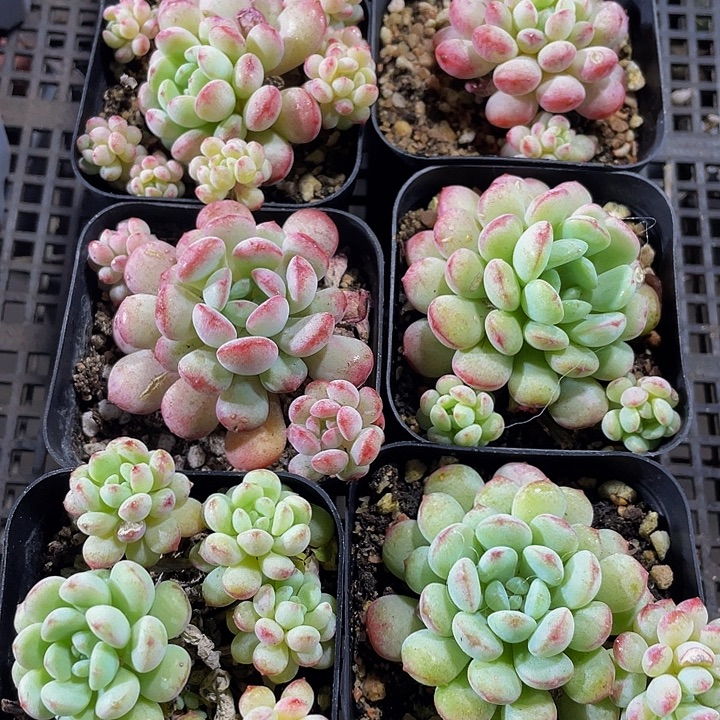 大萌豆带盆土发货