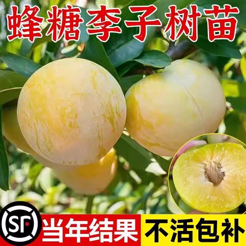 特大果晚熟脆甜李子树苗嫁接蜂糖李青脆李南方北方种植地栽果树苗