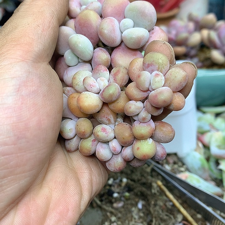 牛***.老猫猫多肉一物一拍