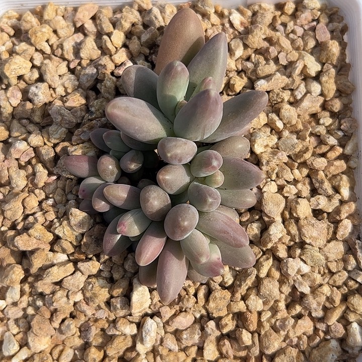 G***N戴蒙德六头叶插群