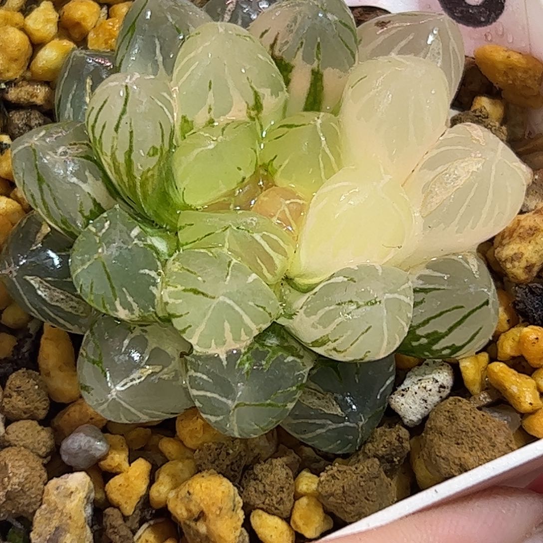 Om锦十二卷多肉植物满