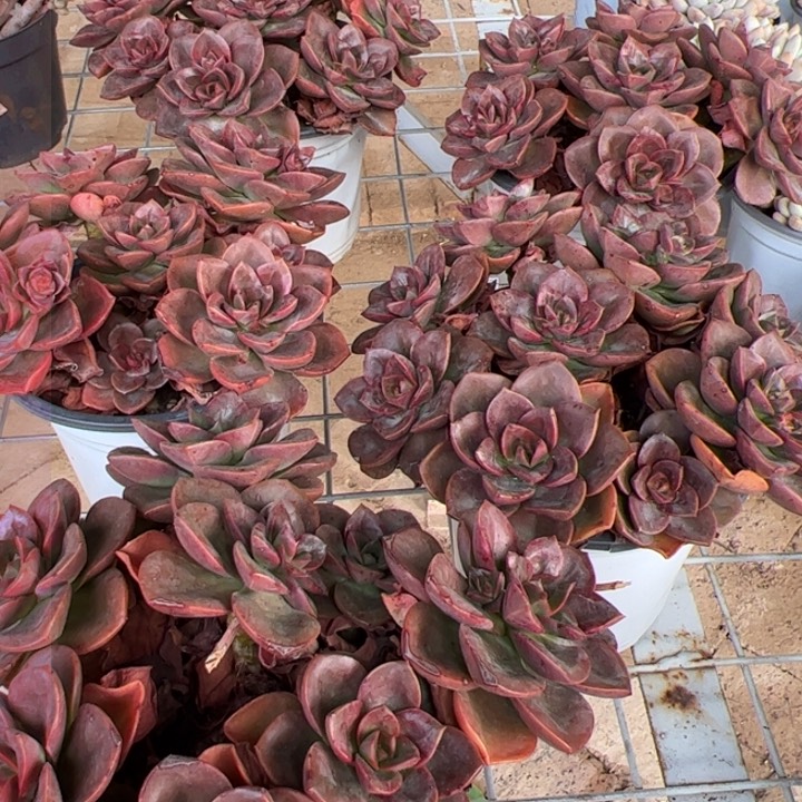 新疆包邮 巧克力方砖