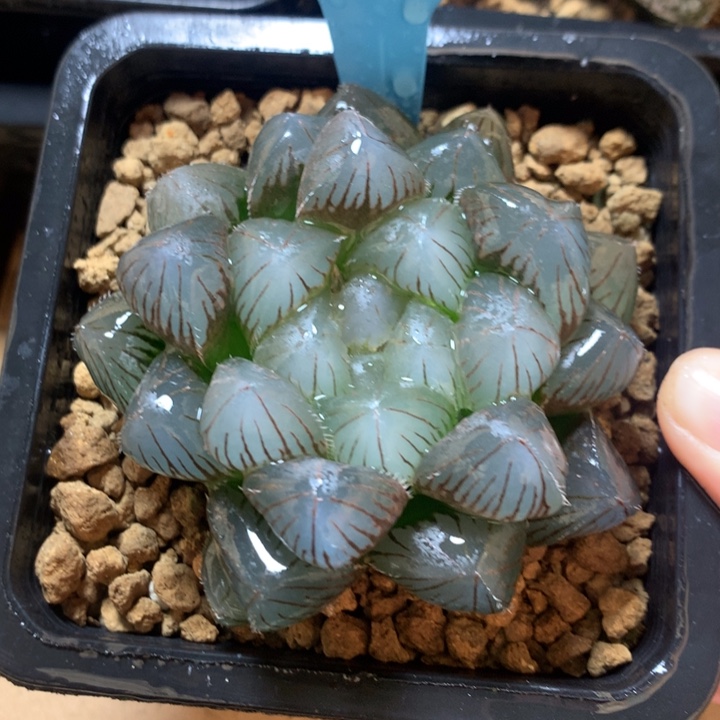 蓝镜玉露一物一拍