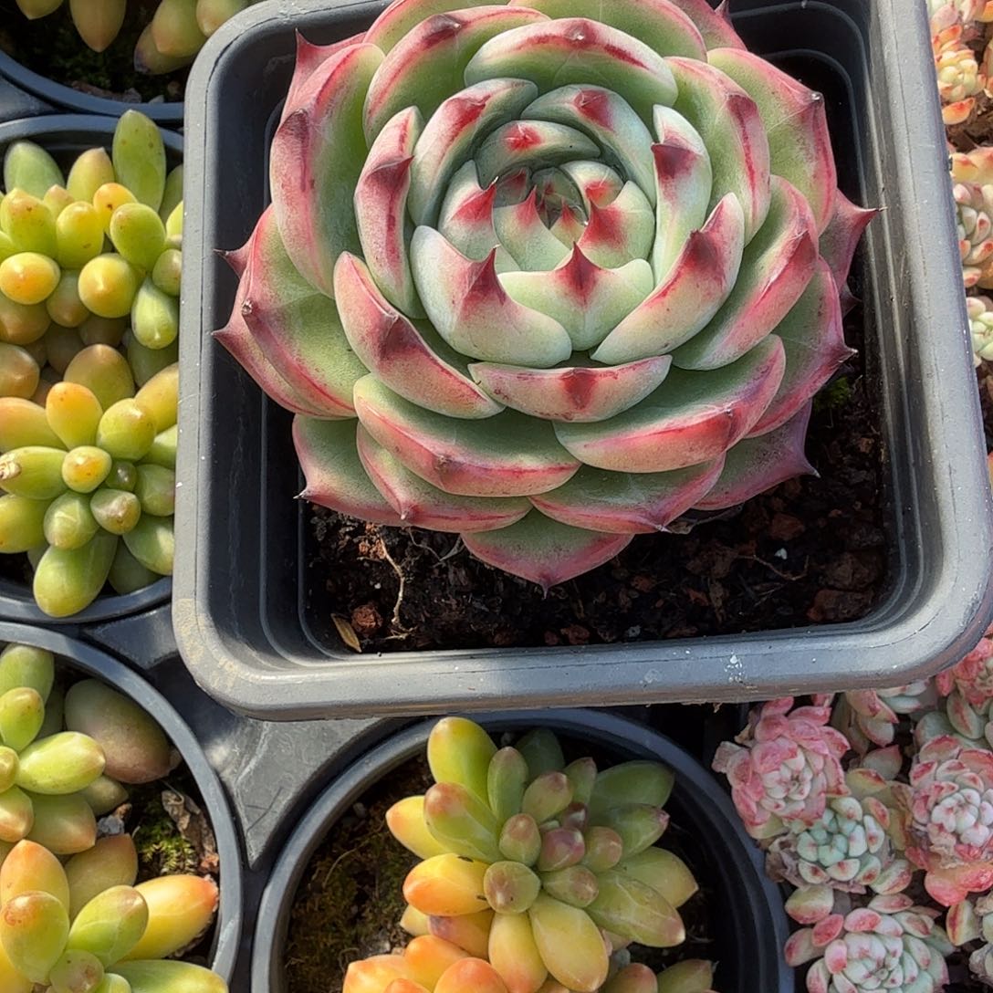 林赛多肉植物精品