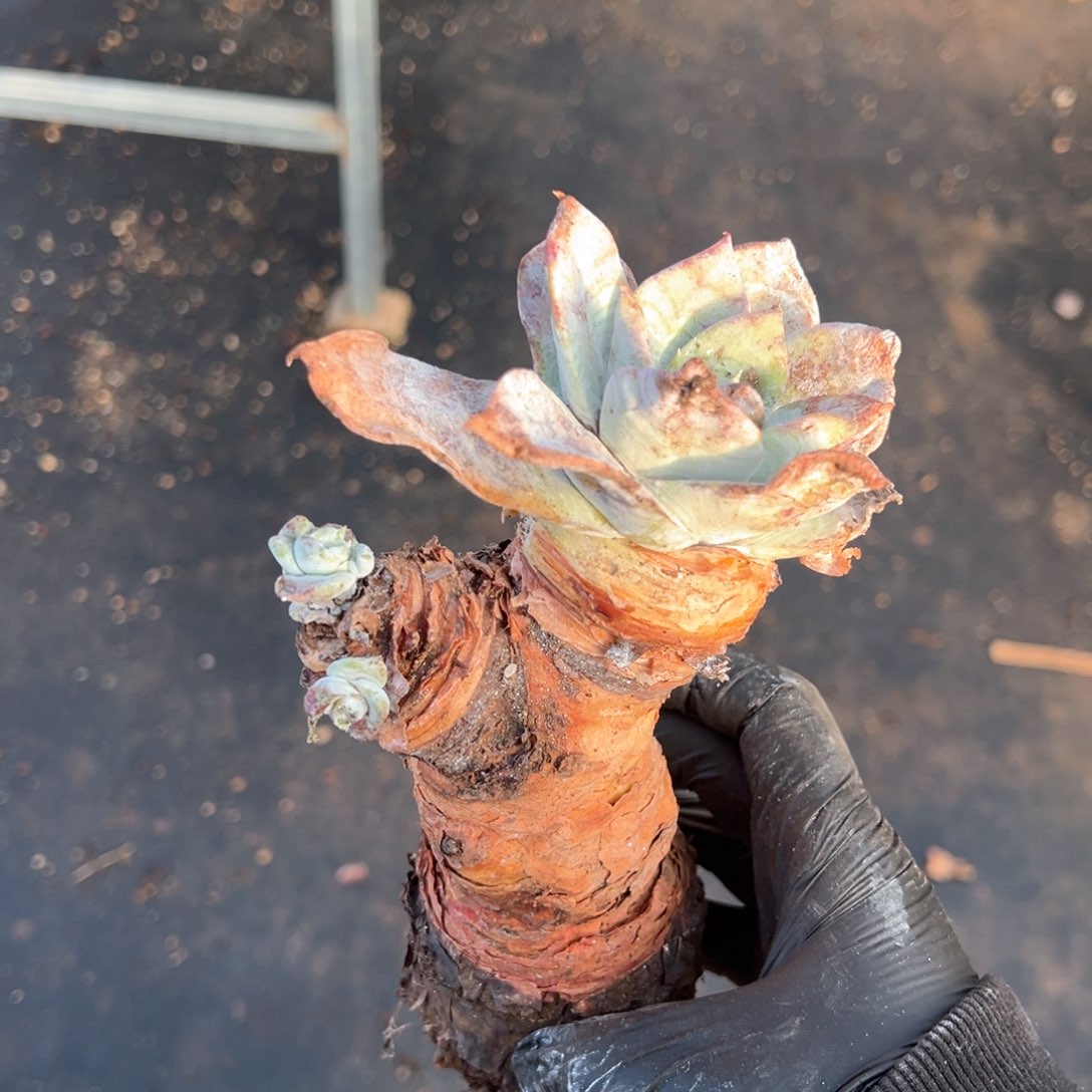 537瑕疵福利仙女杯