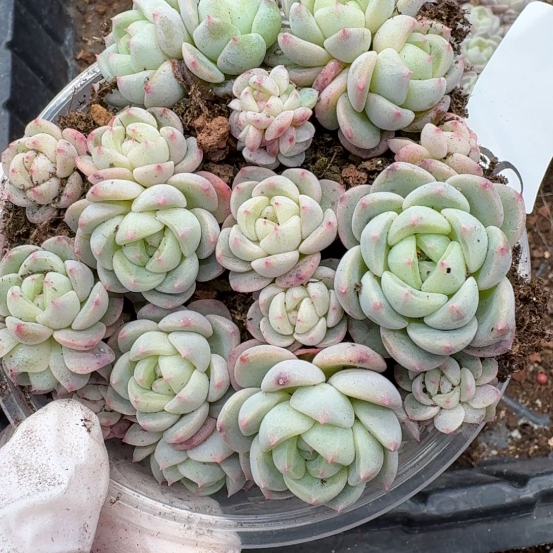 多肉植物多肉植物8