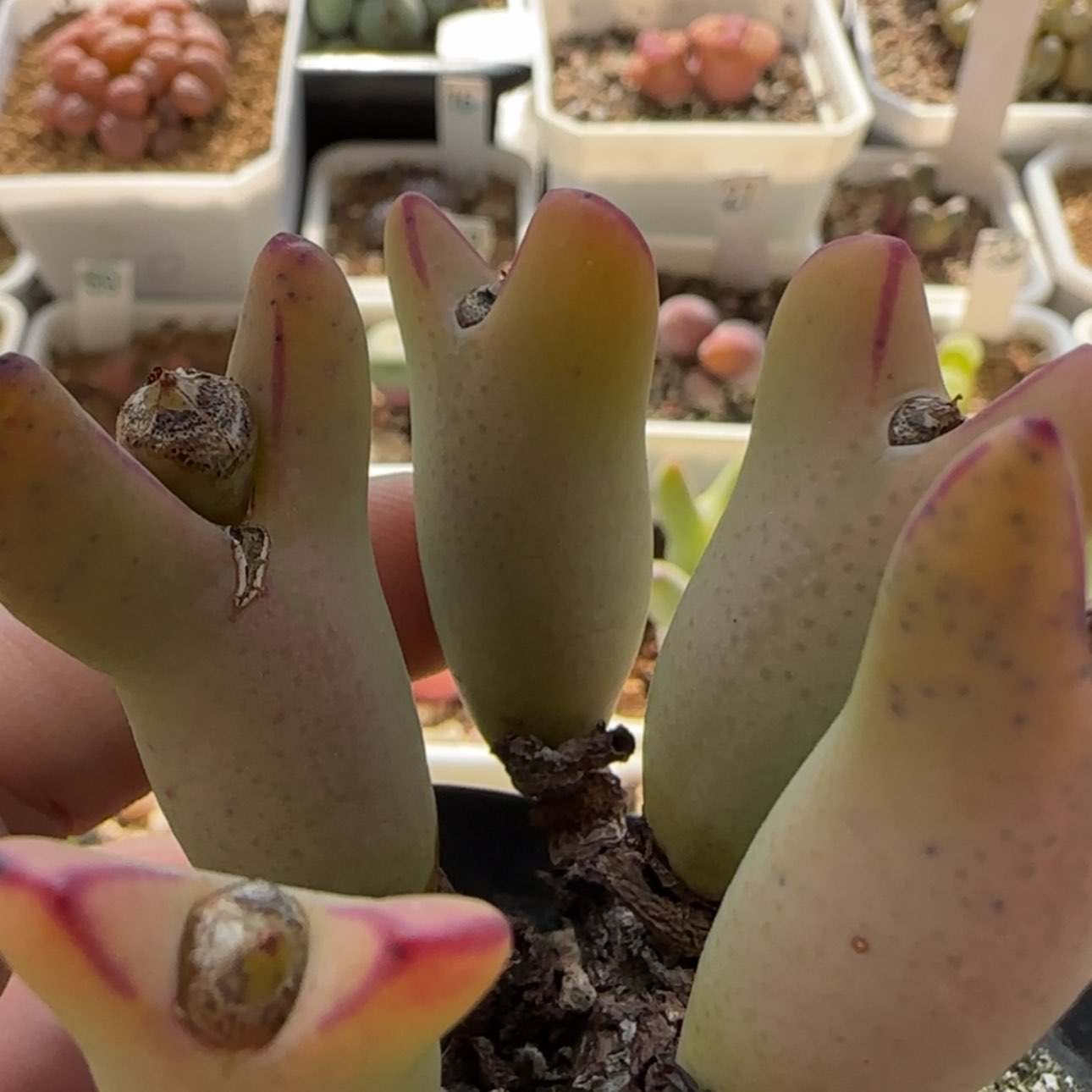 【闪购商品】7919  