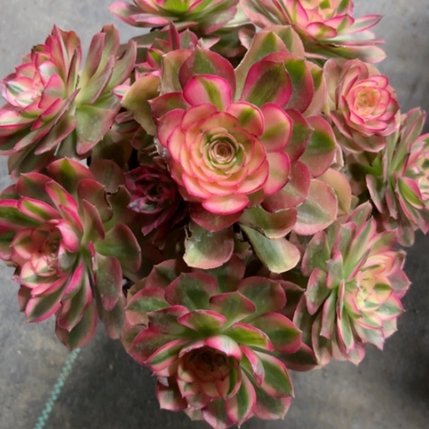 多肉植物万白锦。