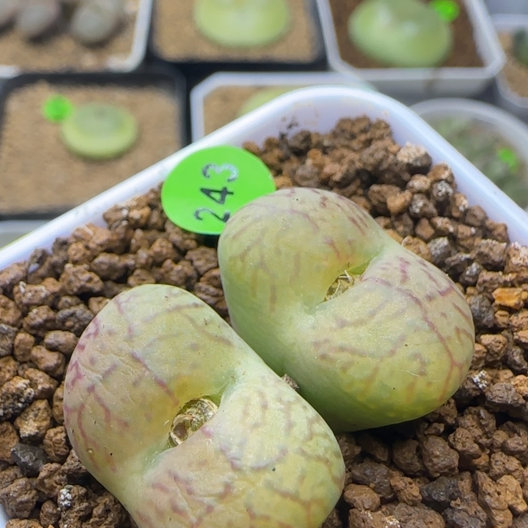 杂交漂亮多肉植物243