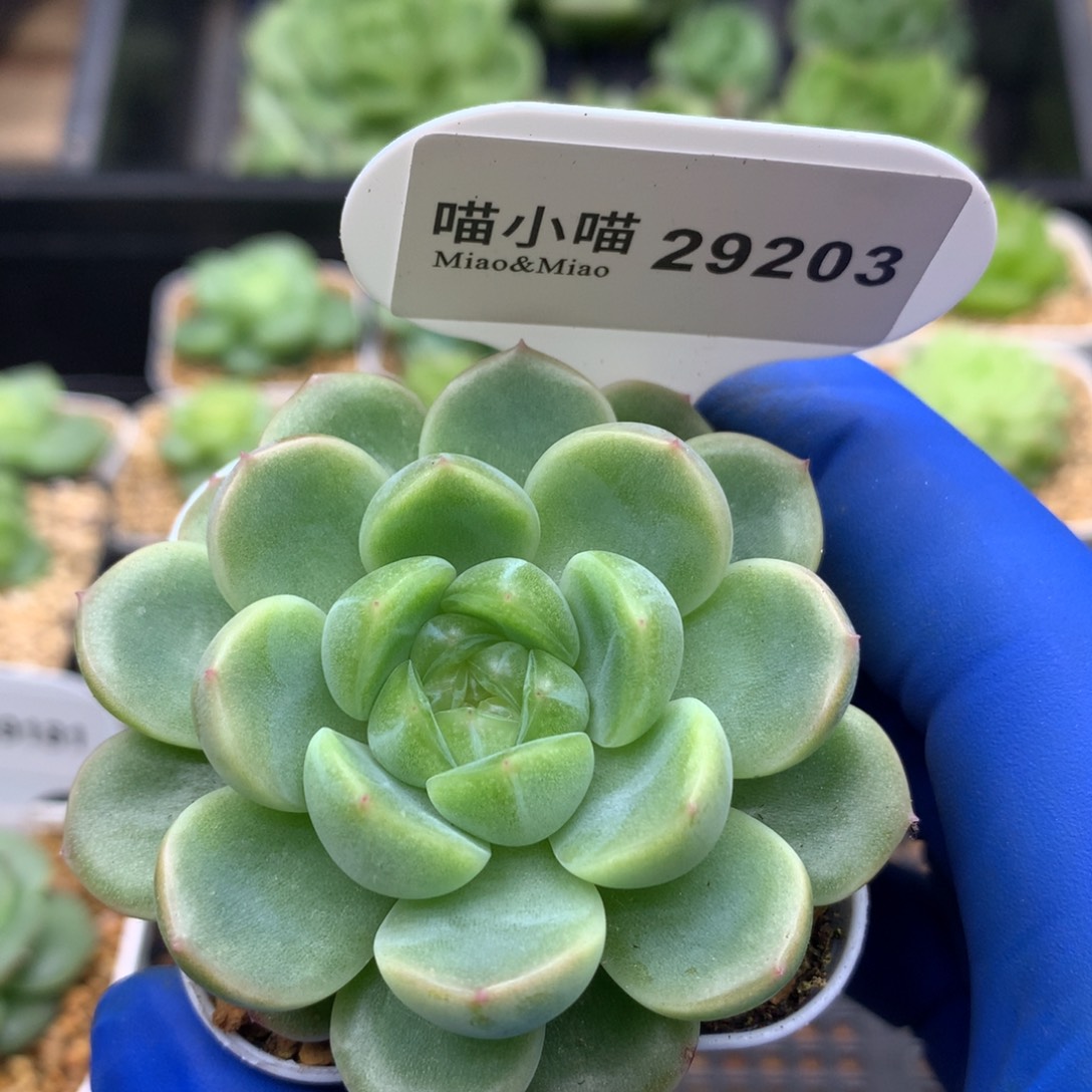 多肉植物杂交珍妮
