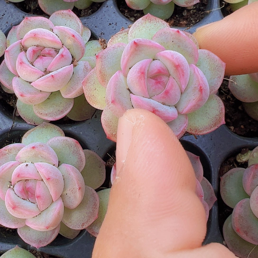 粉仙女苗5颗19包邮多肉