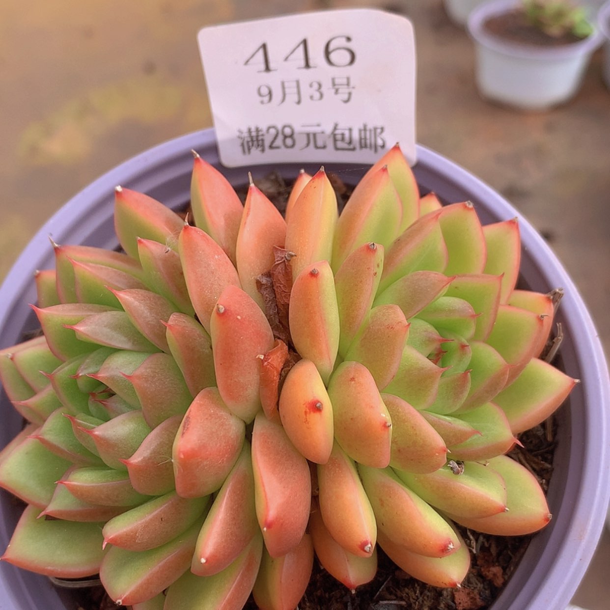 【闪购商品】云446号