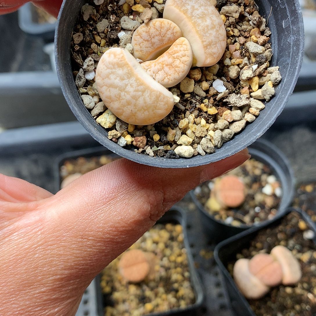 W858多肉植物保护研究所