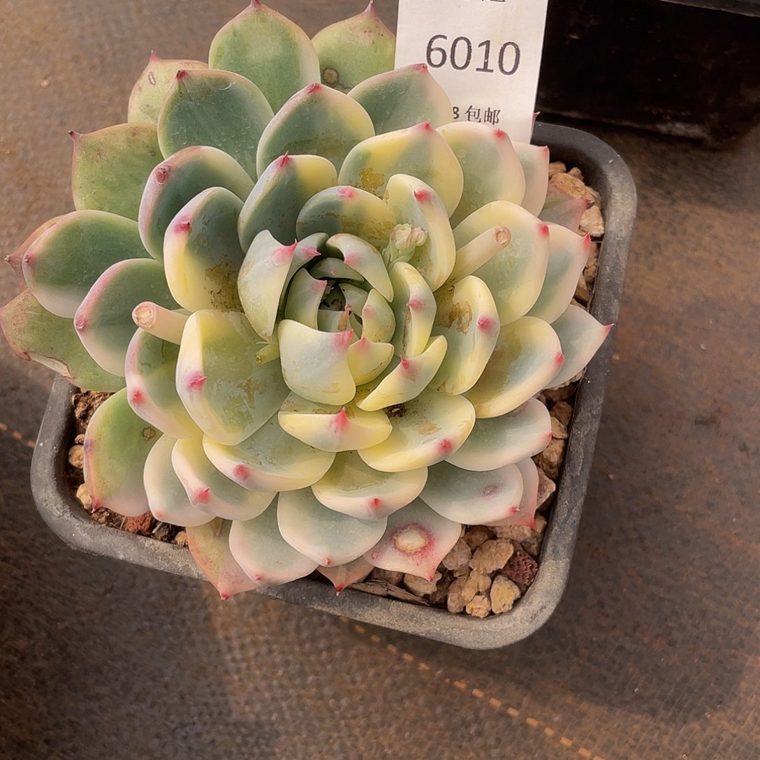 吉娃娃锦010 多肉多肉多肉