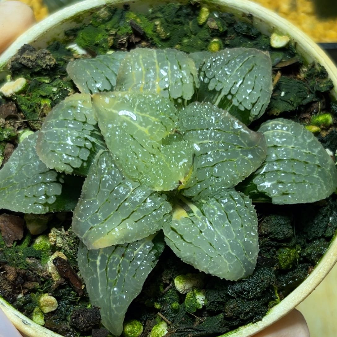 恭喜发财大吉大利0346