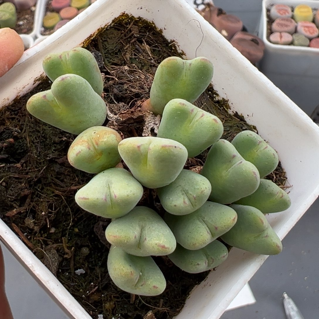 2.21好看的多肉140