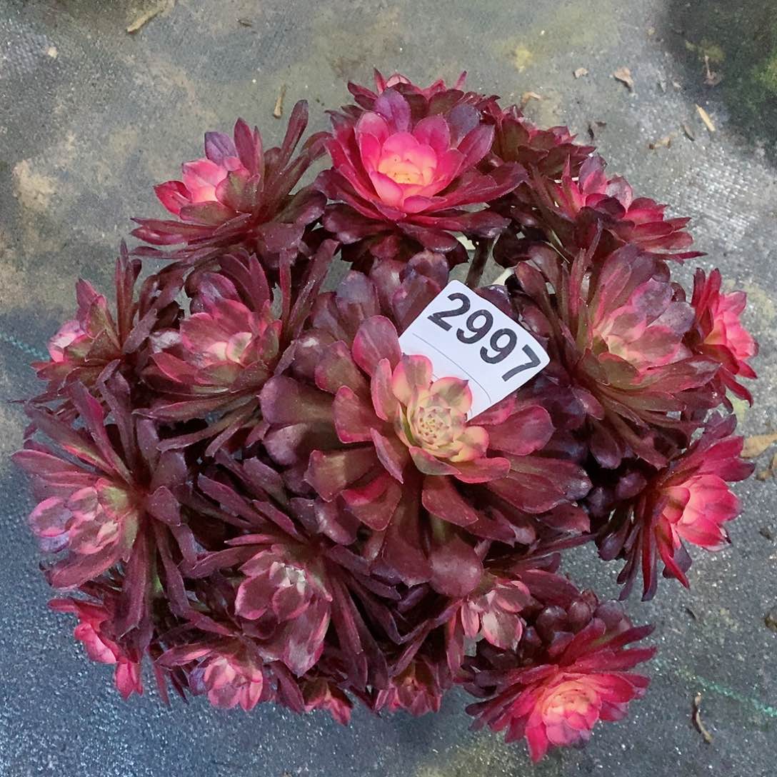 红陶2997烟花多肉妖