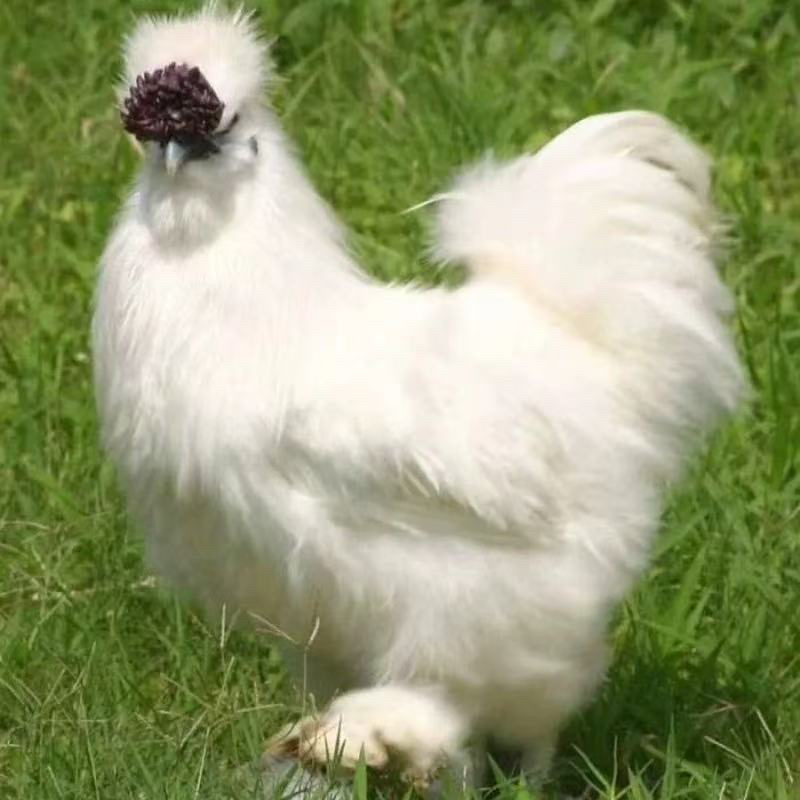 【黑产白凤 基地直发】7个(1斤发货)