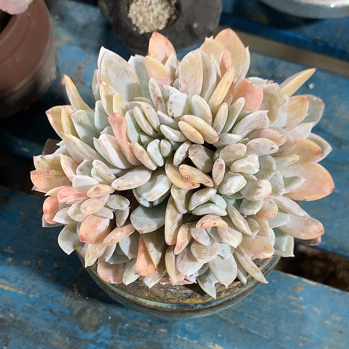 雪特朵朵缀一体无砍