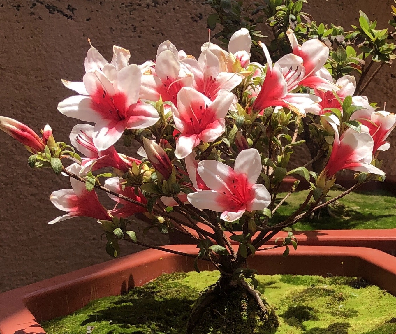 3年小品皋月杜鹃--日之丸  小丸子 莹  唐狮子牡丹