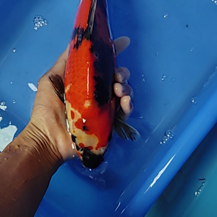 锦鲤顺丰到付不包邮