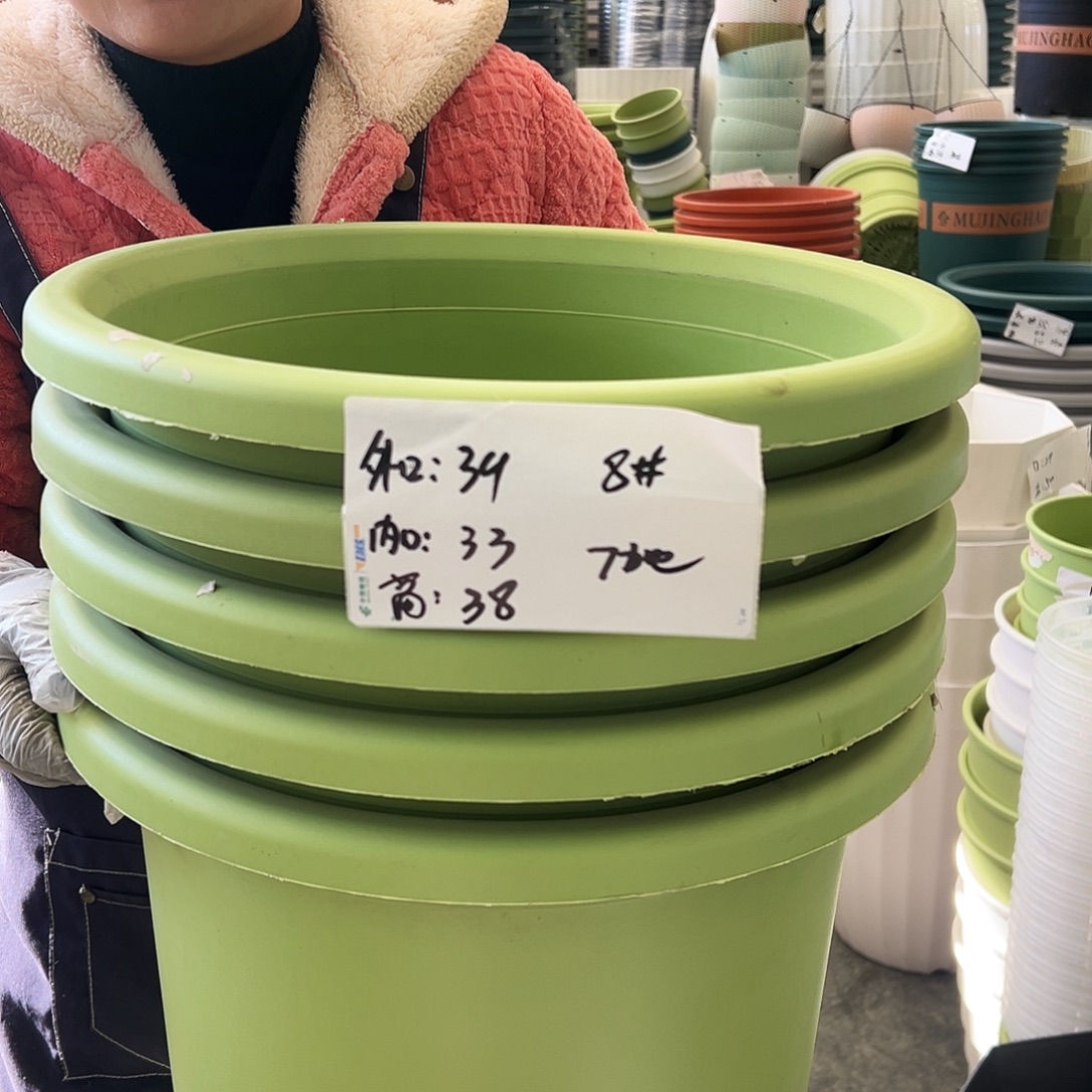 四季盆8#果绿色5个无托