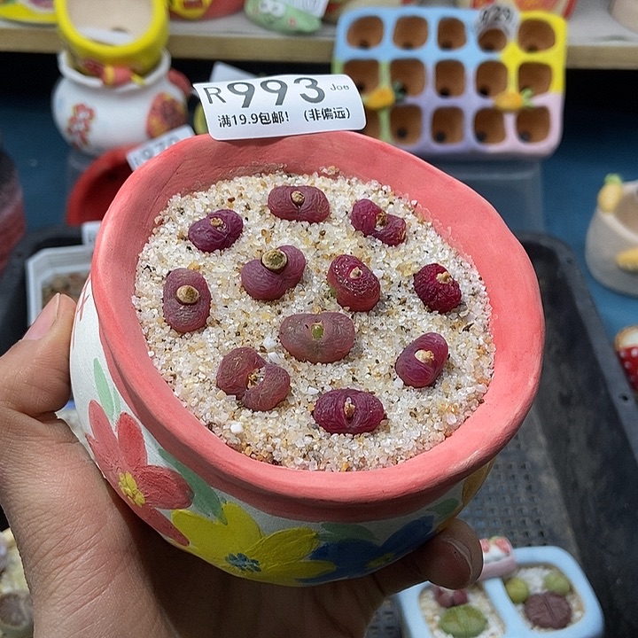 993大舅生石花肉锥