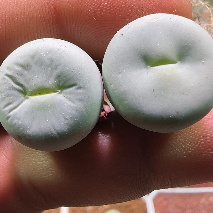 开播福利开播福利。734