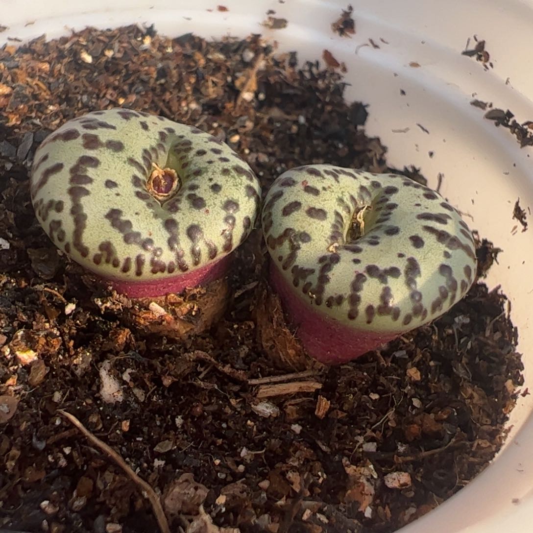 紫黑点泡泡安贞多肉植物