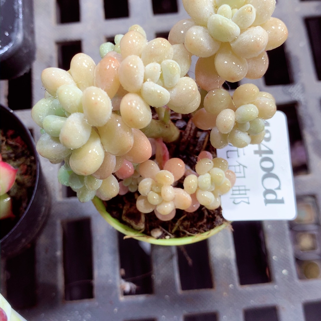 5厘米盆精控多肉4240