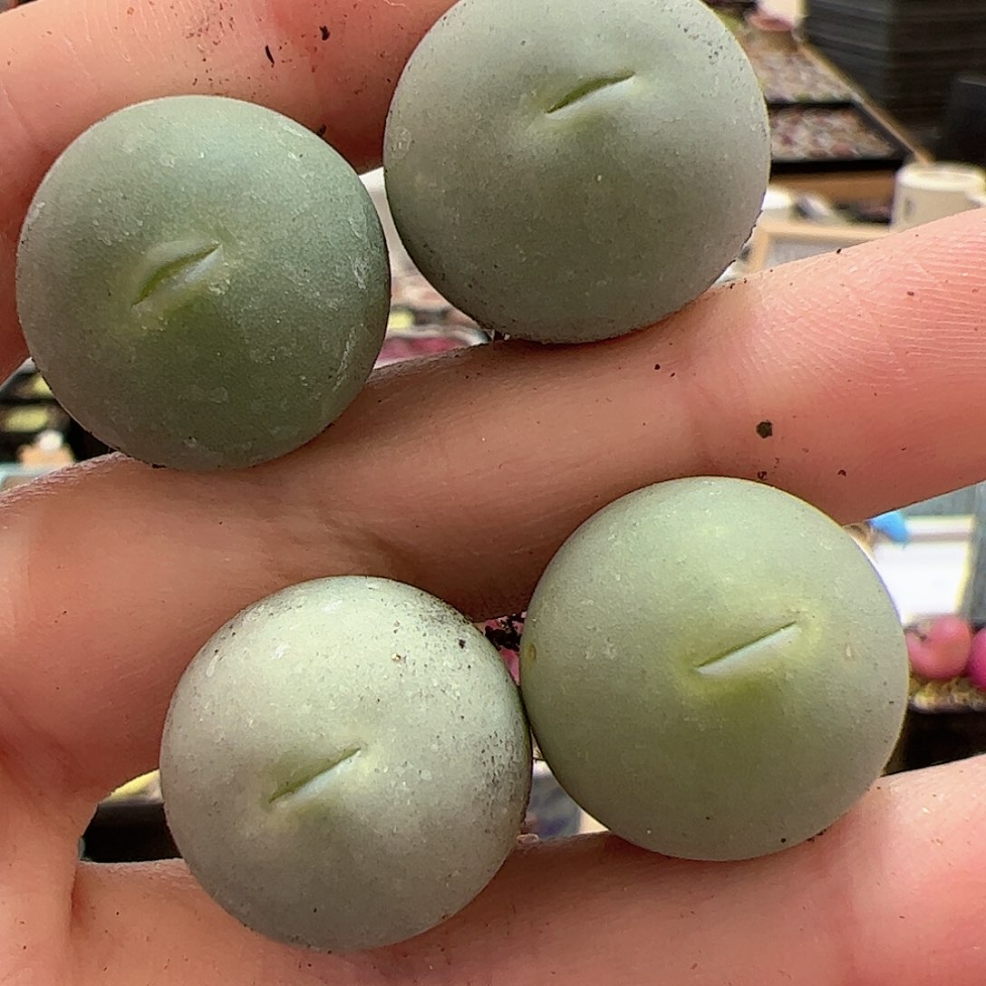 【闪购商品】212 鸽子蛋