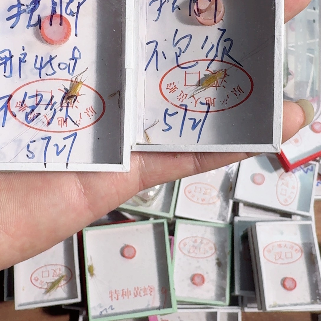 用***8蟋蟀蝈蝈你在干嘛呢你不想