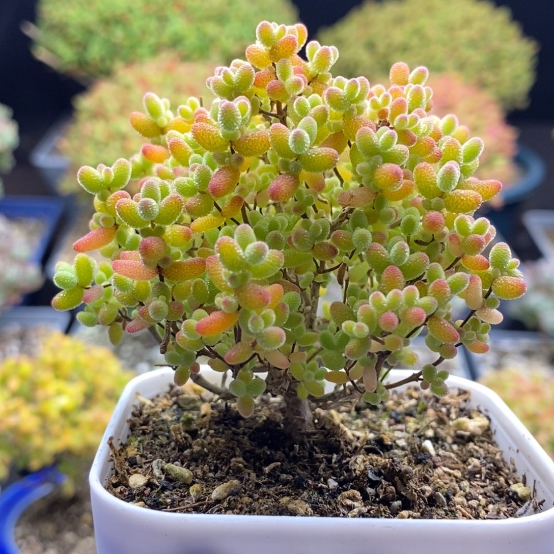 820蜜橘糖球 。        