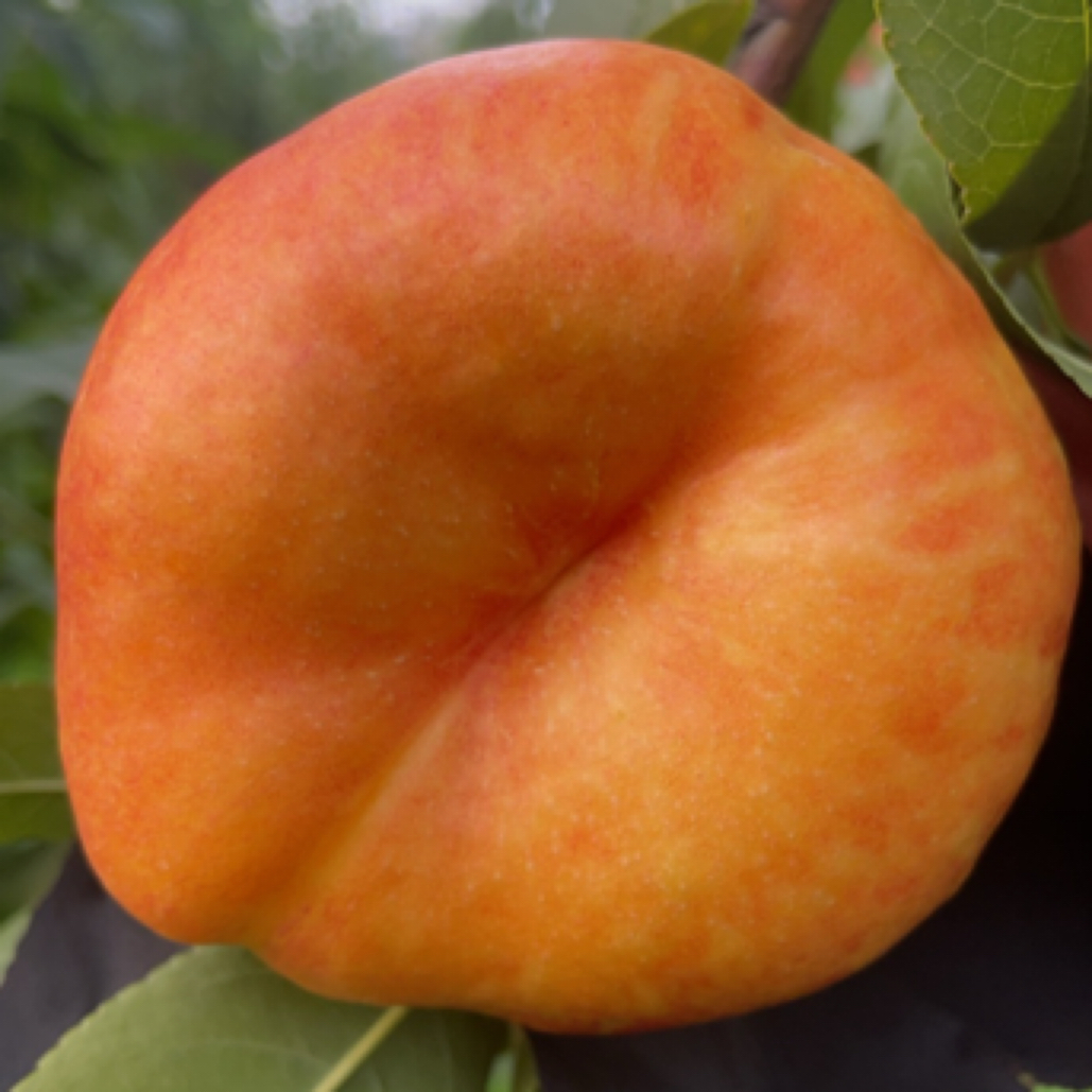 自家果园的黄油蟠桃5斤（49.9元）包邮到家北京市