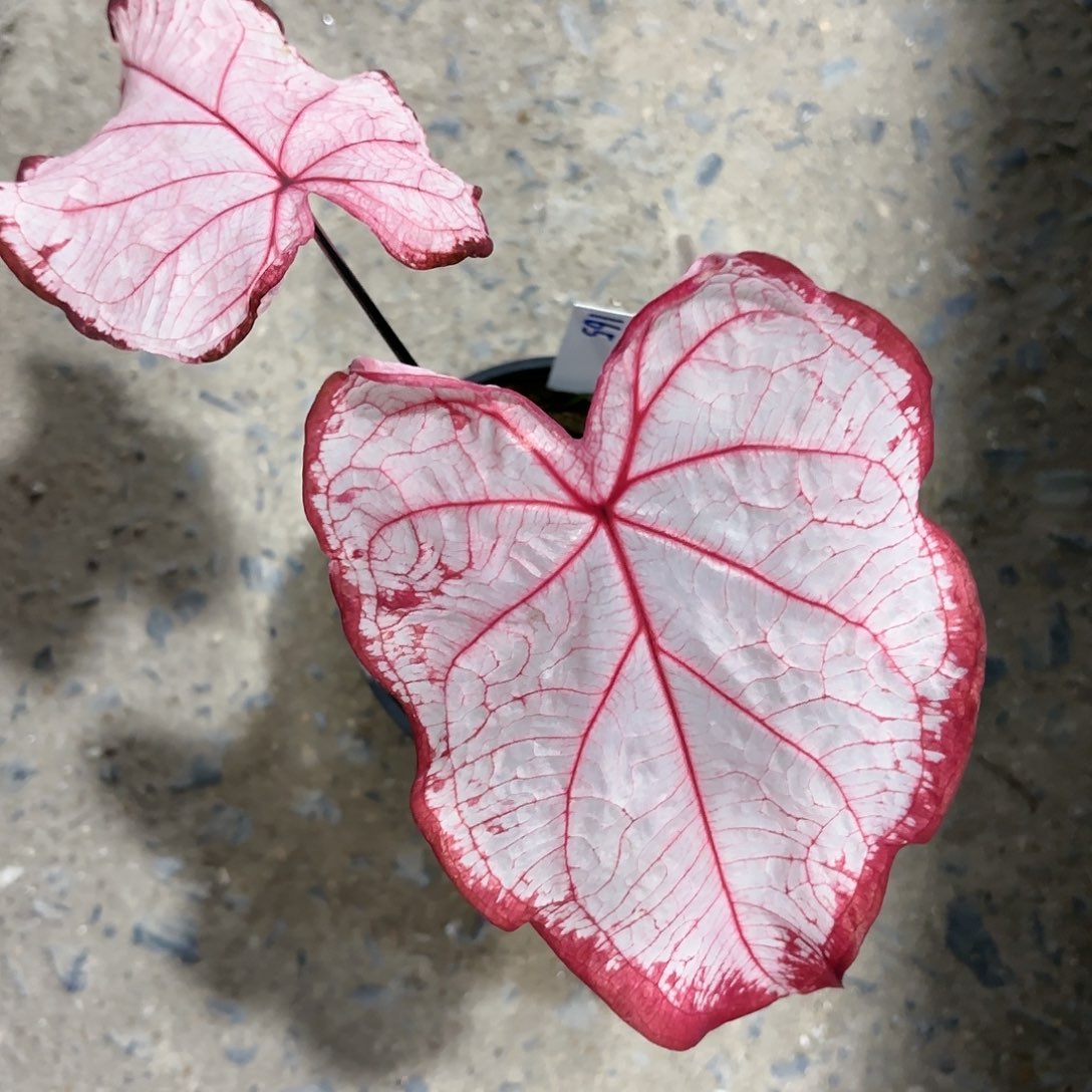 165-0118冰沙彩叶芋泰国发货