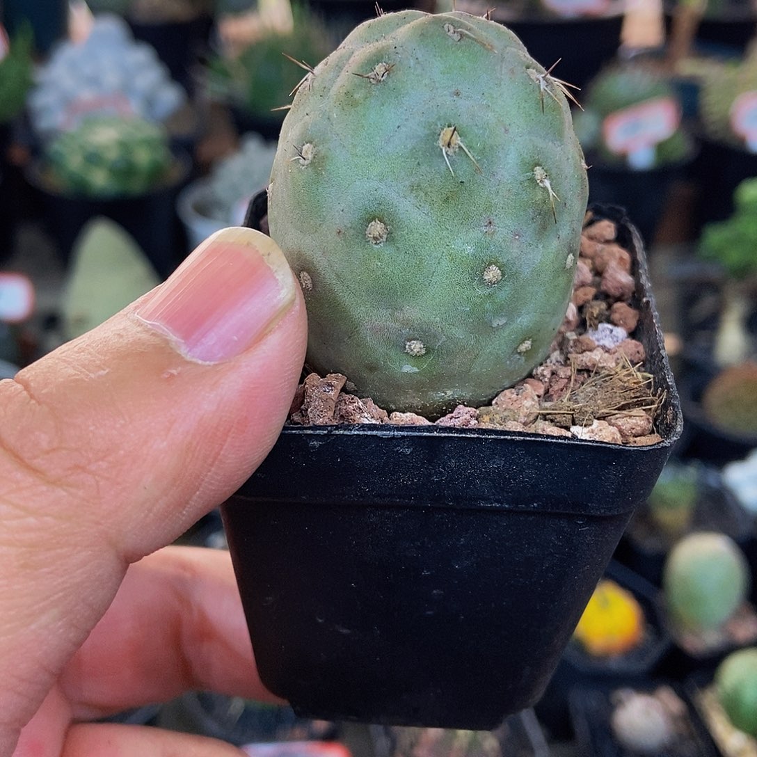 习志野一物一拍，