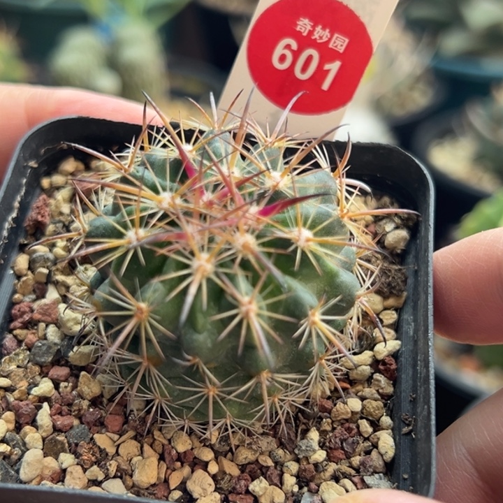 实生豪刺琥爪玉一棵仙人球