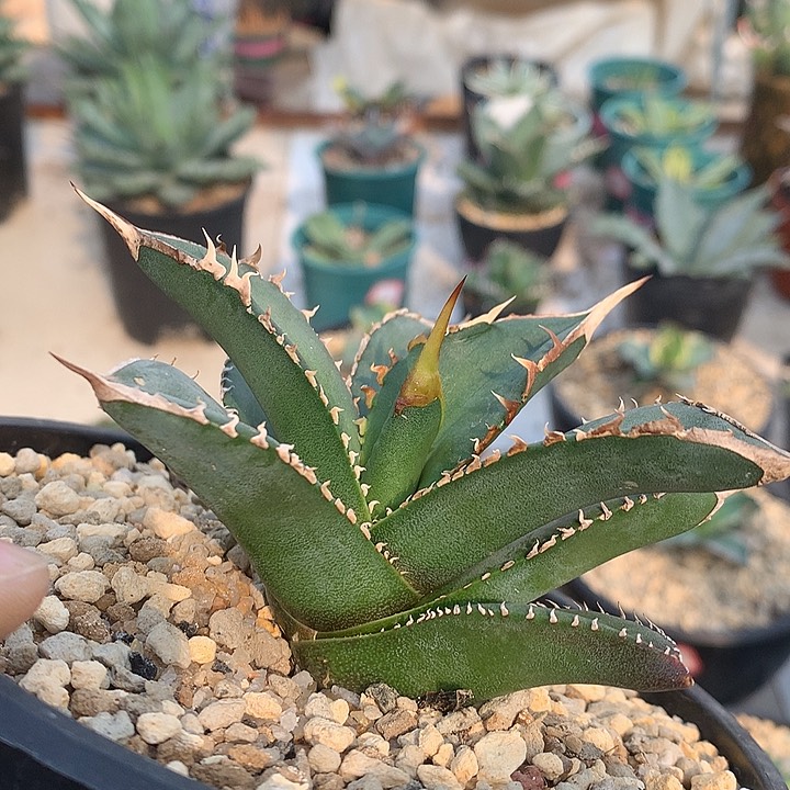 303绿幽灵66666666666