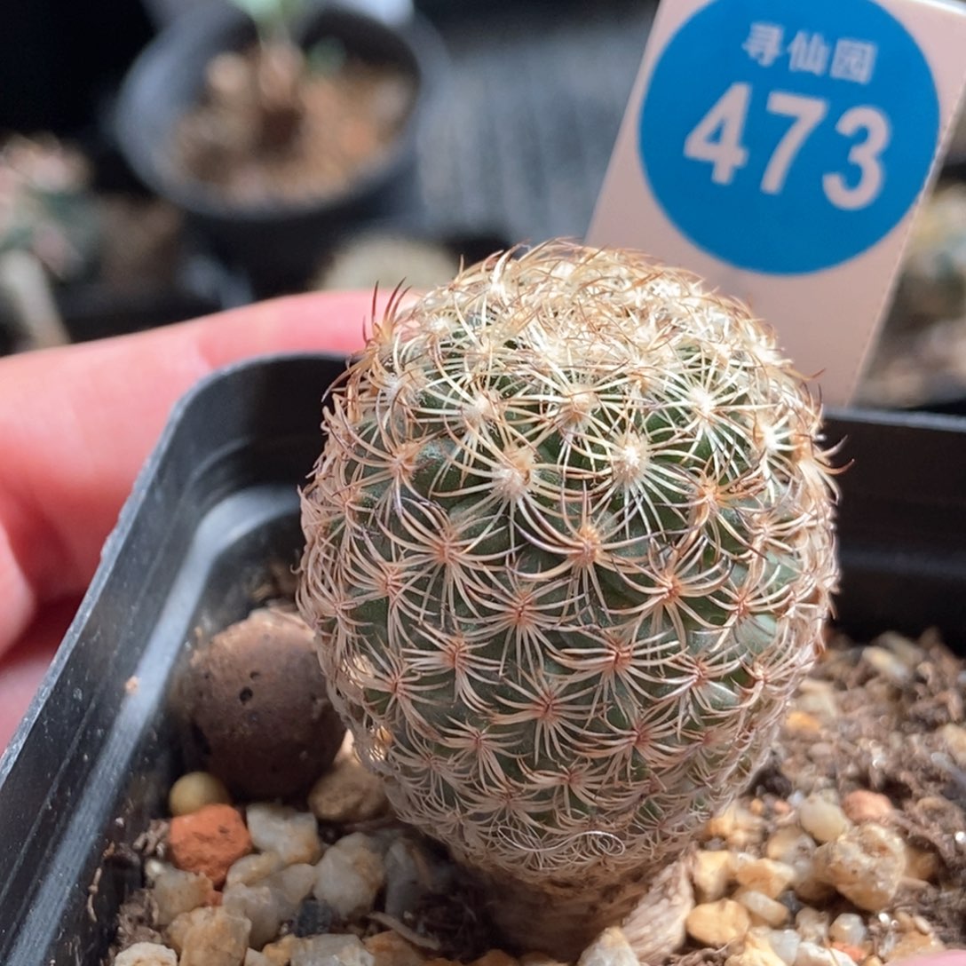 伊莎贝拉娇丽2.9cm