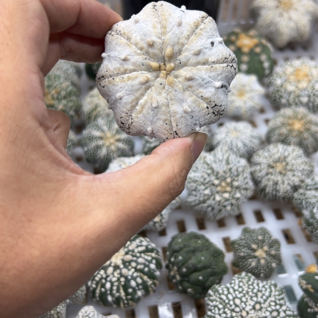 C051号兜仙人球多肉