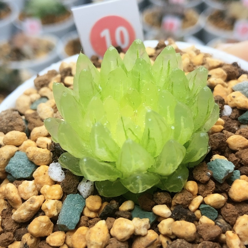 【闪购商品】叮**麻10冰晶