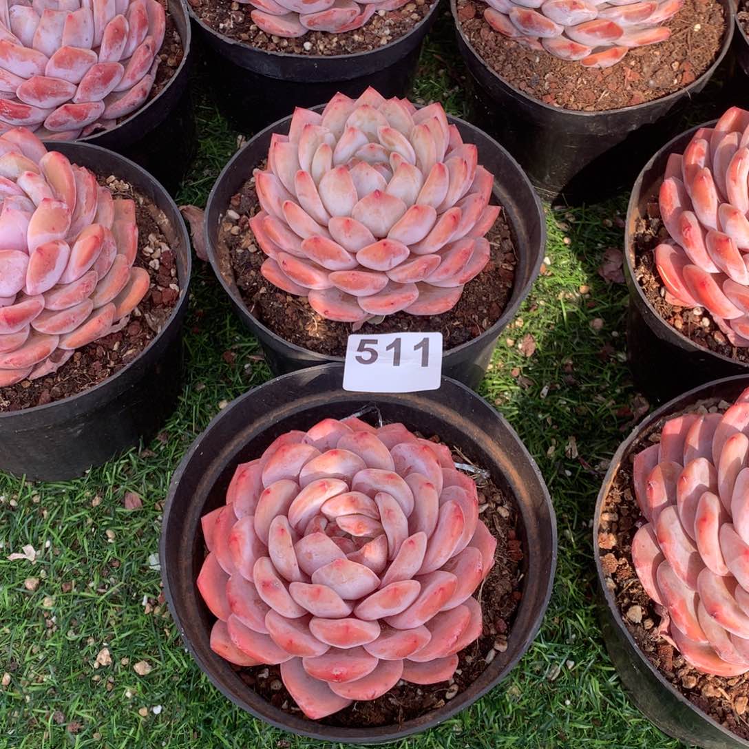 511橙子多肉植物